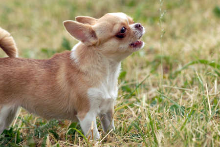   Short-Haired CHIHUAHUA growling and nippingの写真素材