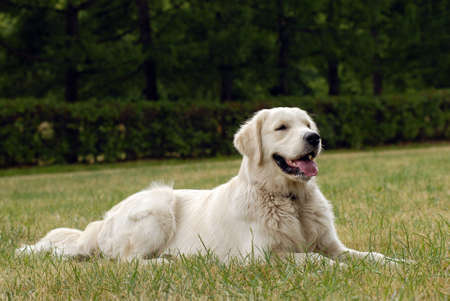 A nice dog portait with mouth openの写真素材