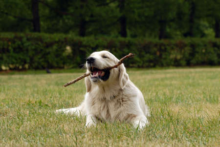 A nice dog portait with mouth openの写真素材