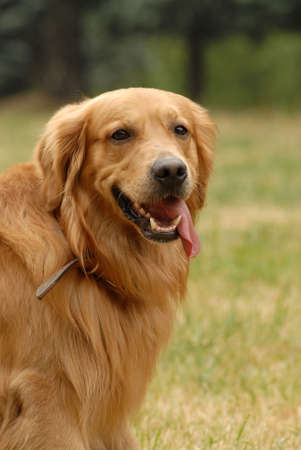  What a lovely golden retriver!の写真素材