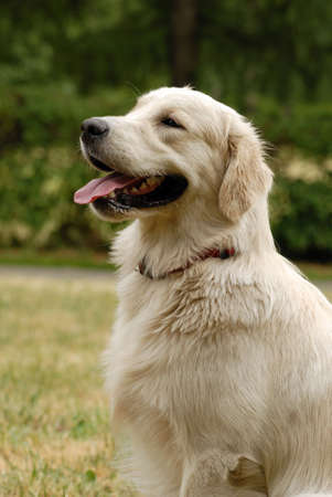  A nice dog portait with mouth openの写真素材