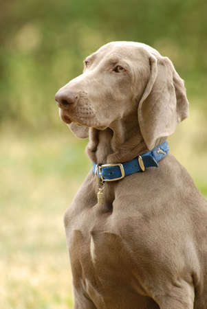 A  grey German short haired Pointer dog head portrait with sad expression in the face watching other dogs in a park の写真素材