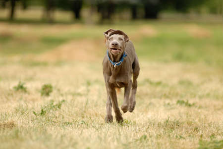 Shorthaired german pointer running in the forestの写真素材