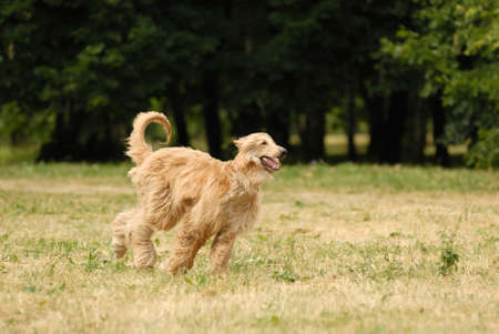 Pure breed afghan hound runing の写真素材