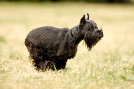 Miniature Schnauzer basking in the sun in a green fieldの写真素材