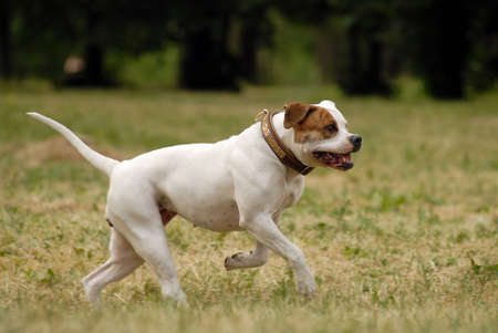 American Bulldog  runing in tht forestの写真素材