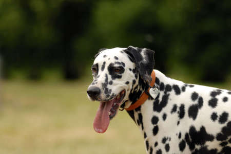 head of dalmatian  on a green backgroundの写真素材