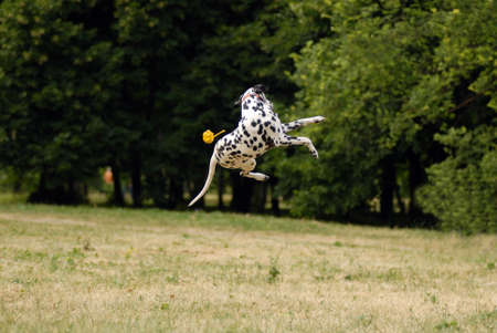 pure breed dalmatian jumping   with a ballの写真素材