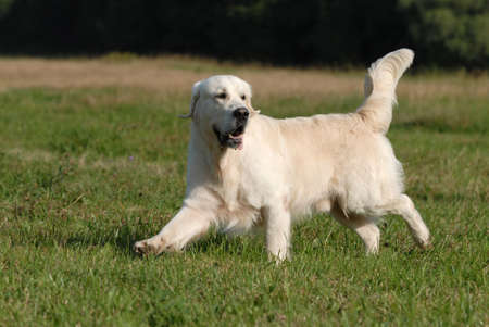 golden retriver running in the forestの写真素材