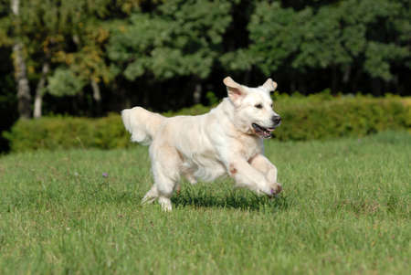 golden retriver running in the forestの写真素材