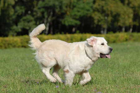 golden retriver running in the forestの写真素材