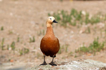 duck at the visitors in the zoo in Moscowの写真素材