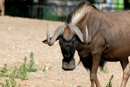antelope at the visitors in the zoo in Moscowの写真素材
