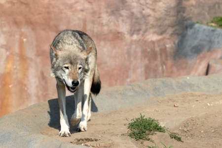 Wolf in the Moscow zooの写真素材