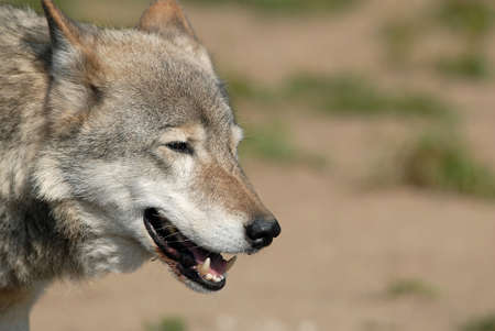 Wolf in the Moscow zooの写真素材
