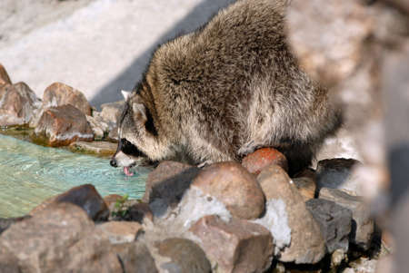 Raccoon on coast of pool in the Moscow zooの写真素材