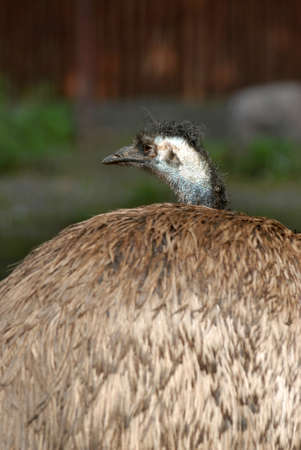 Ostrich staring at the visitors in the zoo in Moscowの写真素材