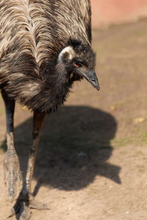 Ostrich staring at the visitors in the zoo in Moscowの写真素材