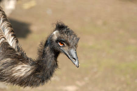 Ostrich staring at the visitors in the zoo in Moscowの写真素材