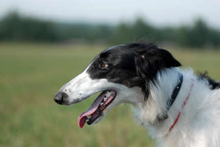 Portrait of Borzoi   on the grassの写真素材