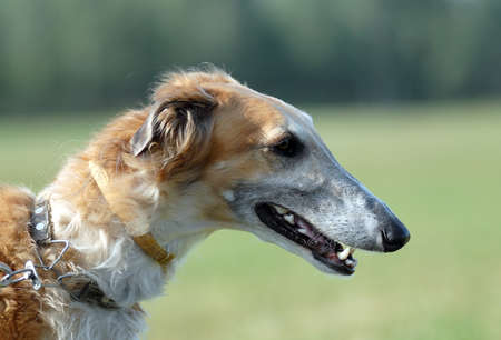 Portrait of Borzoi   on the grassの写真素材