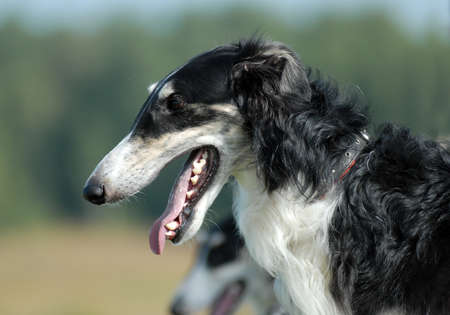 Portrait of Borzoi   on the grassの写真素材