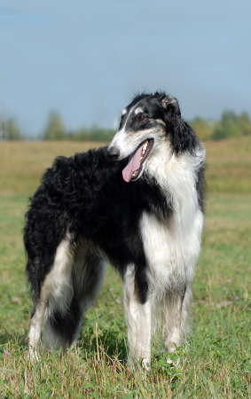 Portrait of Borzoi   on the grassの写真素材