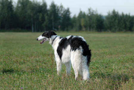 Borzoi running on the grassの写真素材