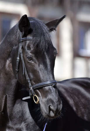 portrait of beautiful  black horseの写真素材