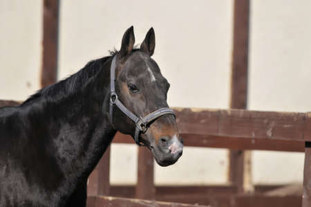 beautiful horseの写真素材
