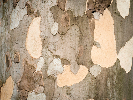 Plane tree bark close up backgroundの写真素材