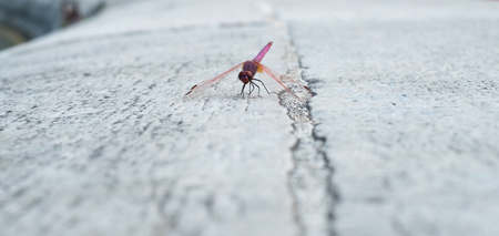 Dragonfly settled on whithe stoneの写真素材