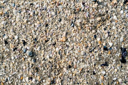 Little seashells and sand on the beach. Background, textureの写真素材