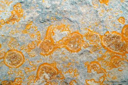 Close-up of lichen   on rock surface