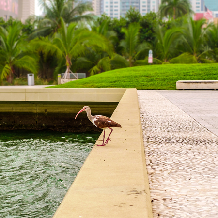 Urban ibis. Bay side of Miami, Florida, USA.の写真素材