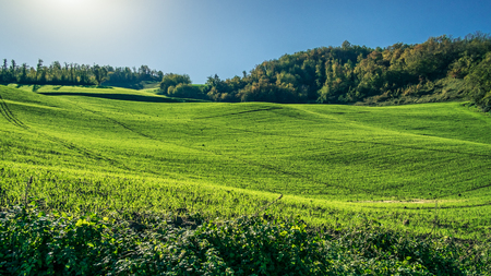 wheat sprouts growing in autumnal green field. Bologna hillside, Emilia Romagna, Italy.の写真素材