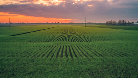 Winter sunrise in the lower Po Valley were growing the wheat. Bologna province, Emilia Romagna,...