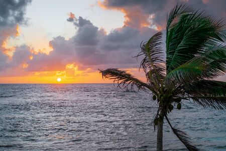 Palm tree against golden sunrise at the east side of San AndrÃ©s island, Colombia.