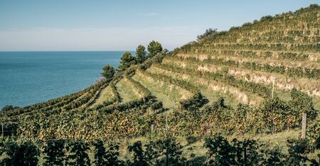 Vineyard on a hill in front of the sea. Fiornzuola di Focara, Pesaro-Urbino  province,  Marche, Italy.の写真素材