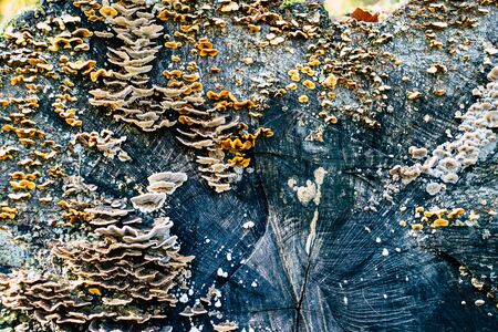 mushrooms families on old sawn wood trunk