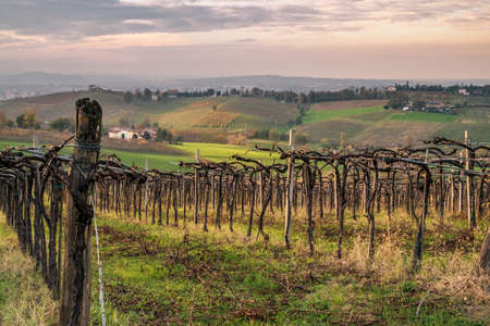 Cultivated fields and vineyards in the southwest of Bologna: Protected Geographical Indication area of typical wine named "Pignoletto". Bologna province, Emilia Romagna, Italy.の写真素材