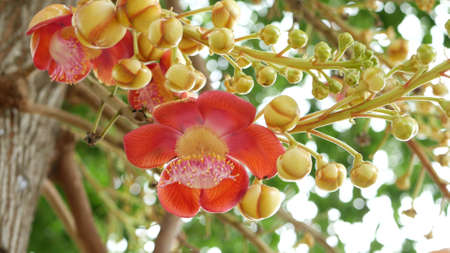 Exotic flowers and tree. Dangerous large powerful green tropical tree cannonball salalanga blooming...