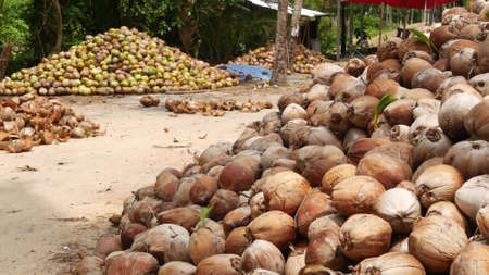Coconut farm with big coconut ready for production. Large piles of ripe sorted coconuts for...