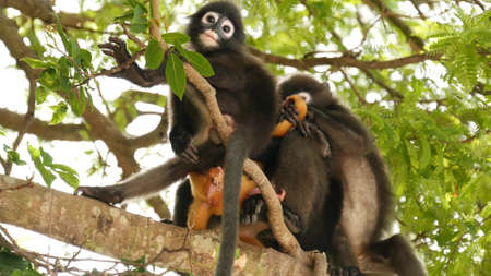 Cute spectacular leaf langur, dusky monkey on tree branch amidst green leaves in Ang Thong national...