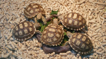 Small tortoises on pet market. From above little tortoises being kept in captivity on Chatuchak pets...