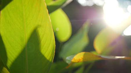 Blurred close up, bright juicy exotic tropical jungle leaves, sun rays, copyspace. Lush foliage in garden. Abstract natural dark green vegetation background pattern, wild summer rain forestの写真素材
