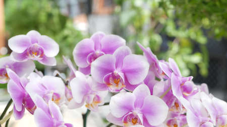 Beautiful lilac purple and magenta orchids growing on blurred background of green park. Close up...