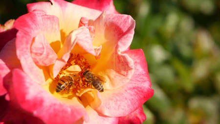 English roses garden. Rosarium Floral background. Tender flowers Blooming, honey bee collects...