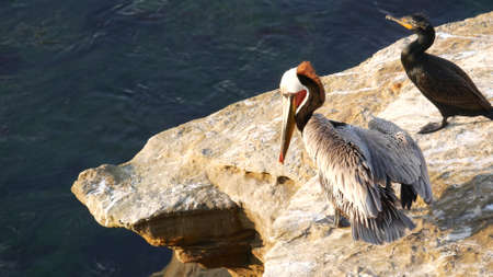 Brown pelican with throat pouch and large beak. Double-crested cormorant after fishing, rock in La...