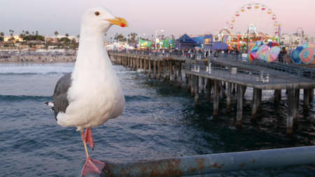 SANTA MONICA, LOS ANGELES, USA - OCT 28 2019: Cute funny sea gull on pier railing. California summertime beach aesthetic, pink sunset. Ocean waves, defocused people and beachfront weekend houses.のeditorial素材